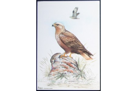 Long-legged buzzard (Buteo rufinus)