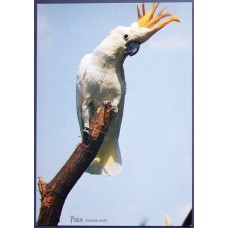 Sulphur-crested Cockatoo