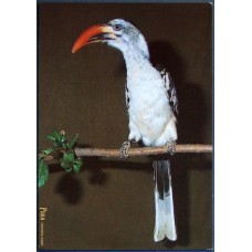 Northern red-billed Hornbill (Tockus erythrorhynchus)