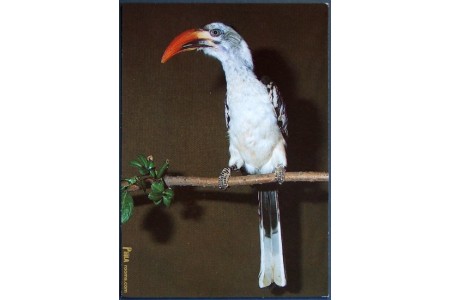 Northern red-billed Hornbill (Tockus erythrorhynchus)