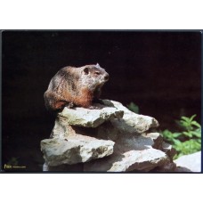 Groundhog (Marmota monax)