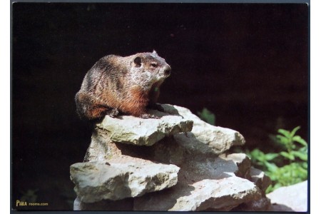 Groundhog (Marmota monax)