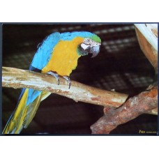 Blue-and-yellow Macaw (Ara ararauna)