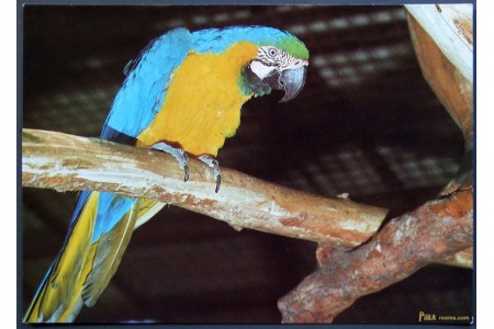 Blue-and-yellow Macaw (Ara ararauna)