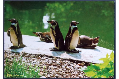 Humboldt penguins (Spheniscus humboldti)