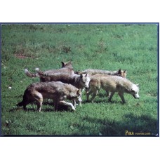 Northwestern wolves (Canis lupus occidentalis)