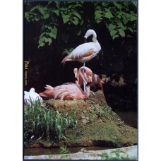 American Flamingo (Phoenicopterus ruber)