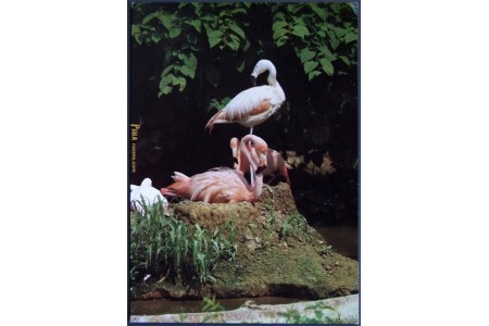 American Flamingo (Phoenicopterus ruber)