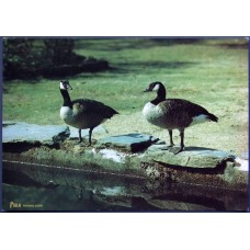 Canada Goose (Branta canadensis)