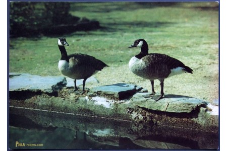 Canada Goose (Branta canadensis)