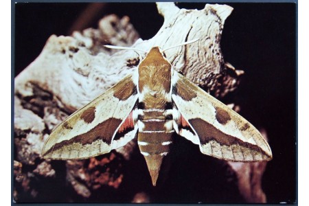 Spurge Hawk-moth (Celerio euphorbiae)