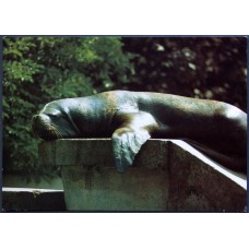 South American Sea Lion (Otaria byronia)