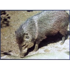 Collared Peccary (Tayassu tajacu)