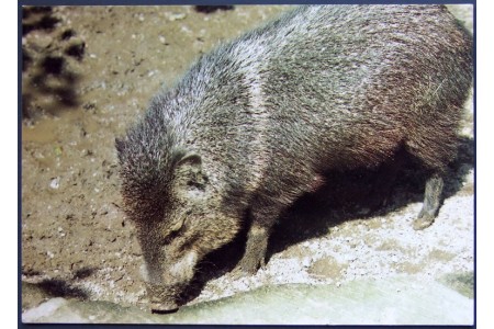 Collared Peccary (Tayassu tajacu)