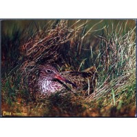 Redshank (Tringa totanus)