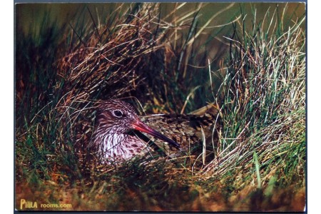 Redshank (Tringa totanus)