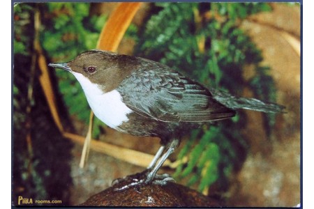 White-throated dipper (Cinclus cinclus)