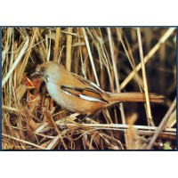 Bearded reedling (Panurus biarmicus)