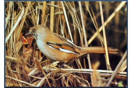 Bearded reedling (Panurus biarmicus)