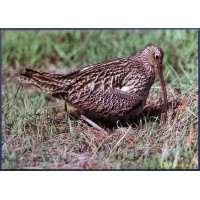 Curlew (Numenius)