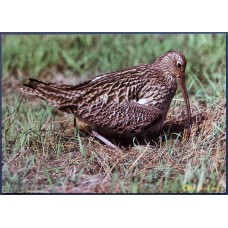 Curlew (Numenius)