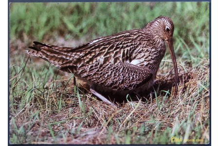 Curlew (Numenius)