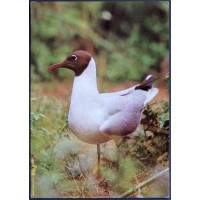 Black-headed Gull (Chroicocephalus ridibundus)