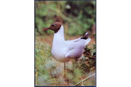 Black-headed Gull (Chroicocephalus ridibundus)