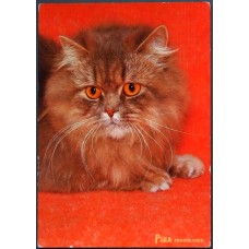 Persian cat