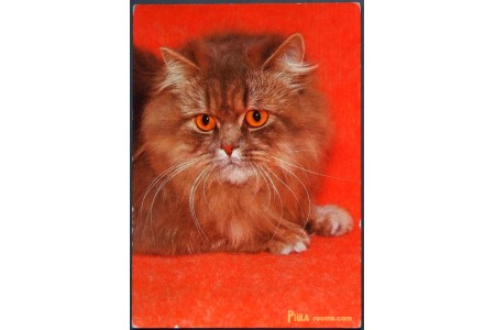 Persian cat