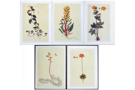 Engravings of Danish Flora