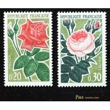 Roses 1962
