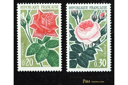 Roses 1962